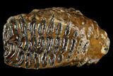 Fossil Woolly Mammoth Upper M Molar - North Sea Deposits #123649-2